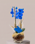 Orquídea Azul no vidro