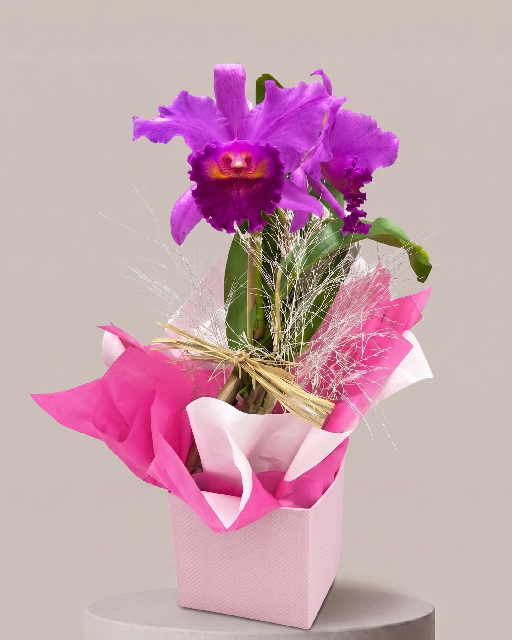 Orquídea Cattleya Roxa