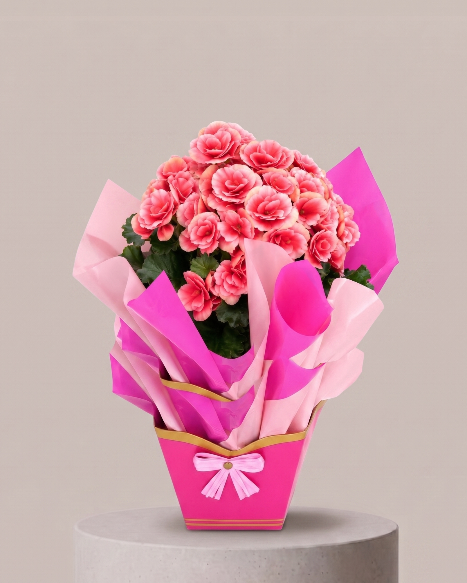 Begônia Rosa