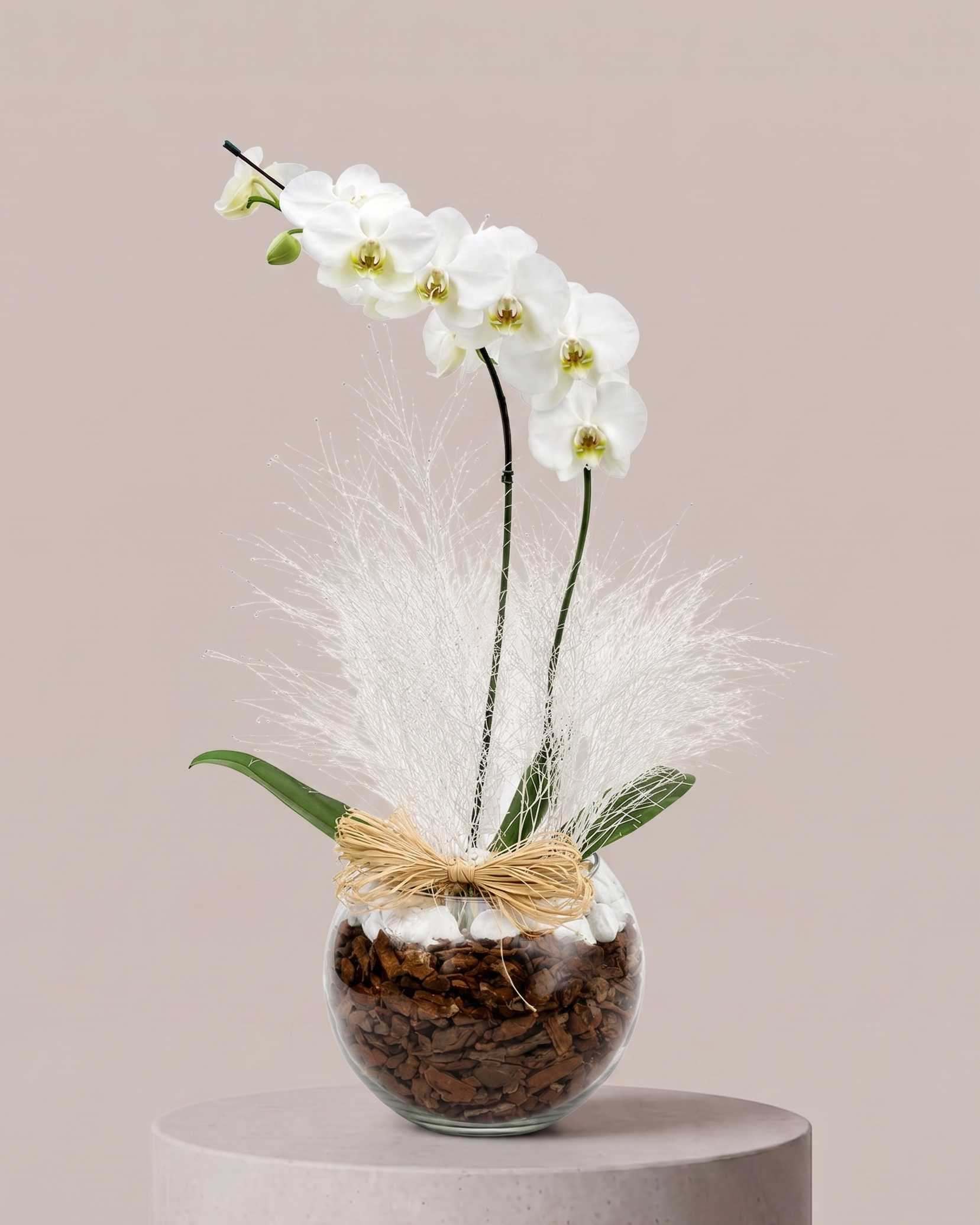 Orquídea Branca no vidro