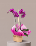 Orquídea Roxa