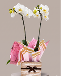 Orquídea Branca