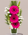 Arranjo de Gérberas Rosa