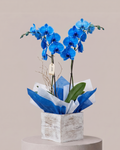 Orquídea Azul