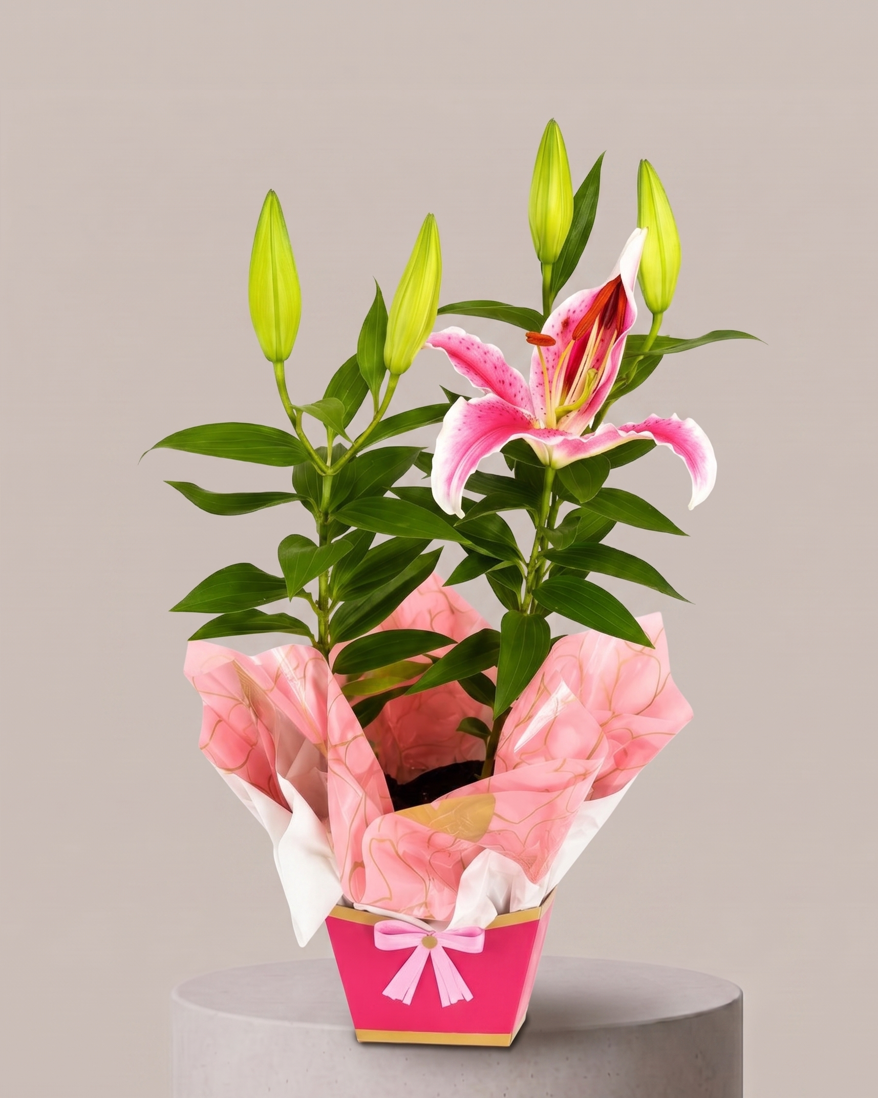 Lírio Rosa