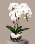 Orquídea Cascata Branca no vidro