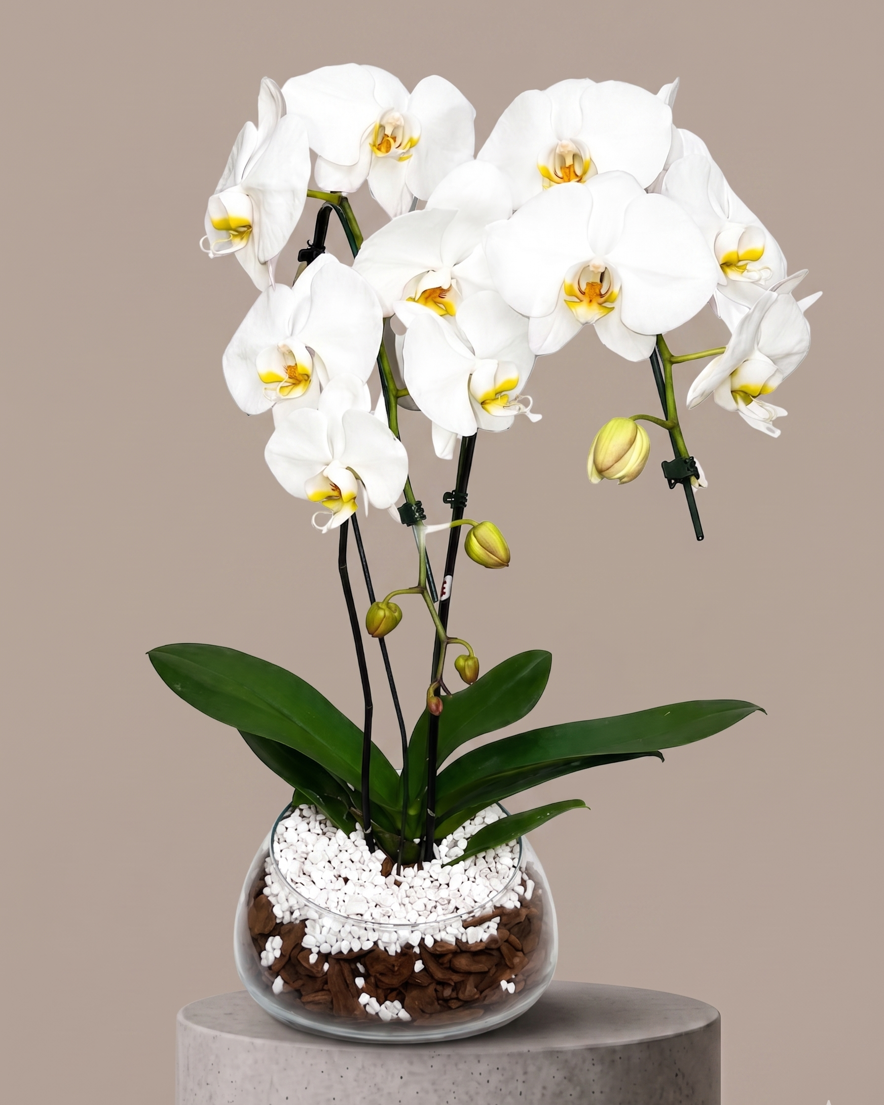 Orquídea Cascata Branca no vidro
