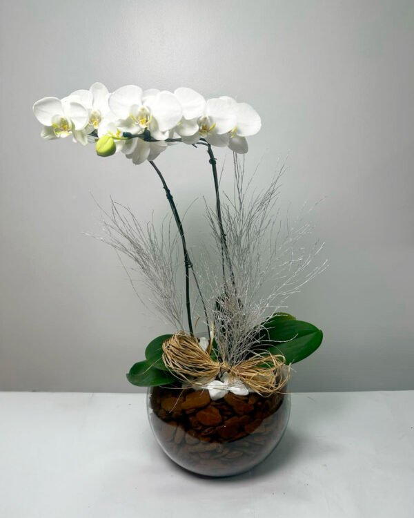 Orquídea Phalaenopsis Branca no vidro