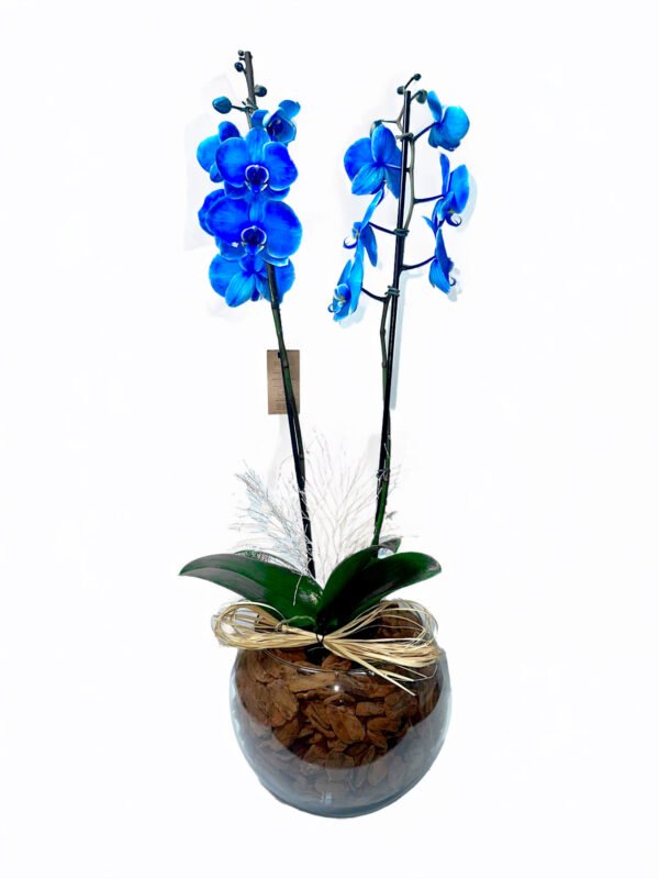 Orquídea Azul no Vidro